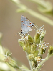 Ministrymon azia