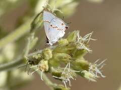 Ministrymon azia