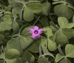 Oxalis