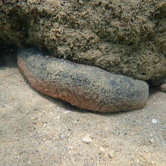 Holothuria edulis