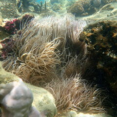 Heteractis crispa