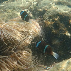 Amphiprion akindynos