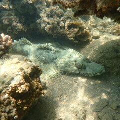 Cymbacephalus beauforti