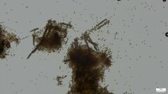 Agaricomycetes