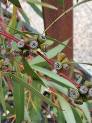 Eucalyptus gregsoniana