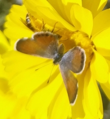 Brephidium exilis exilis