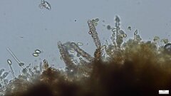 Agaricomycetes