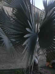 Bismarckia