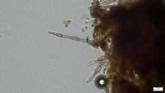Agaricomycetes