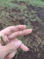 Eragrostis tenuifolia