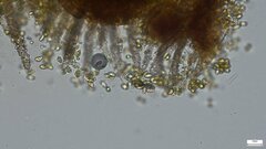 Agaricomycetes