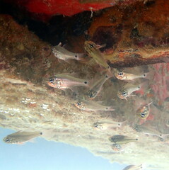 Ostorhinchus norfolcensis