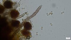 Agaricomycetes