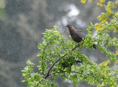 Patagioenas araucana