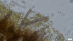 Agaricomycetes