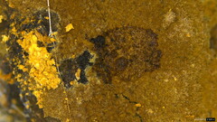 Agaricomycetes