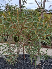 Eucalyptus gregsoniana