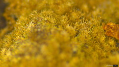 Agaricomycetes