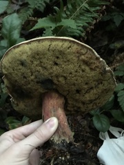 Xerocomellus mendocinensis