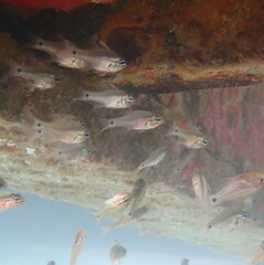 Ostorhinchus norfolcensis