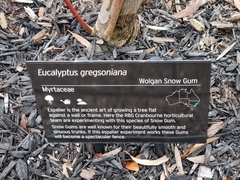 Eucalyptus gregsoniana