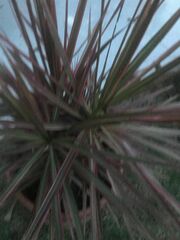 Dracaena reflexa angustifolia