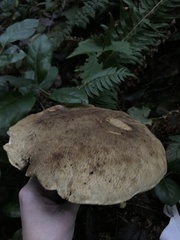 Xerocomellus mendocinensis