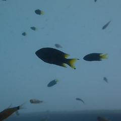 Neopomacentrus violascens