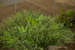 Melinis minutiflora