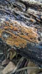 Fungi