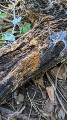 Fungi