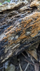 Fungi