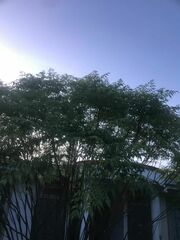 Jacaranda mimosifolia