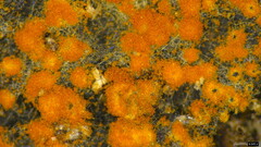 Fungi