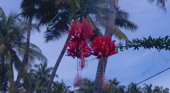 Hibiscus schizopetalus