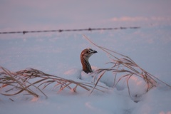 Tympanuchus phasianellus