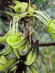 Macropidia fuliginosa