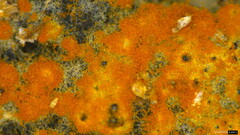 Fungi
