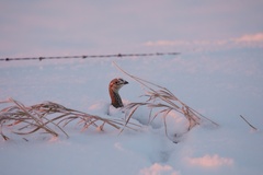 Tympanuchus phasianellus