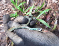 Drymobius margaritiferus