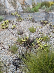 Macropidia fuliginosa