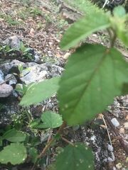 Malvaceae