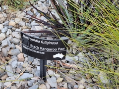 Macropidia fuliginosa