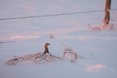 Tympanuchus phasianellus