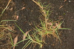 Cenchrus clandestinus