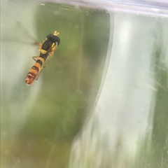 Sphaerophoria macrogaster