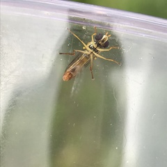 Sphaerophoria macrogaster