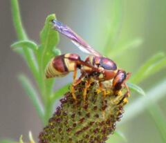 Euodynerus pratensis