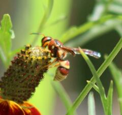 Euodynerus pratensis