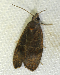 Evora hemidesma
